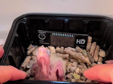 249买的小太阳蛋敷出玄凤,第七天啦!可能有点积食了#孵化鹦鹉蛋 #鹦鹉蛋骗局 #孵化骗局 #0天手养记录 #0天手养鸟