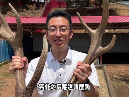 梅花鹿鹿茸不割有啥后果,你知道吗?#新农村计划2022 #大v说 #乡村守护人 #来抖音学农技