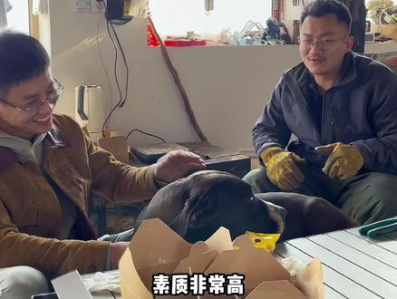 骏良这条狗让我打开了知识盲区#狗狗 #养狗经验分享 #训犬 #猛犬 #训犬师