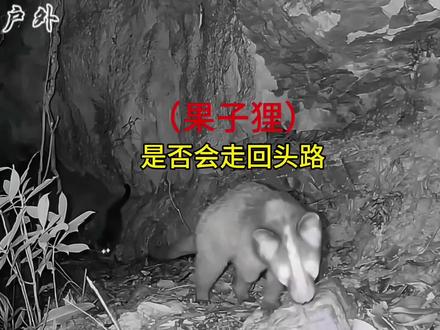 果子狸为啥爱走回头路?#动物科普 #果子狸