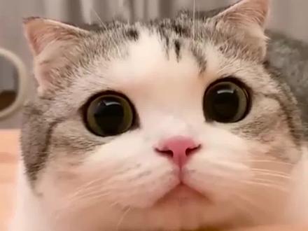 教你分辨猫咪之间的斗争是玩耍还是打架 #宠物知识 #科学养宠攻略 #猫咪的迷惑行为