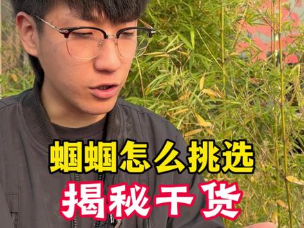 蝈蝈如何挑选? 揭秘干货#蝈蝈 #鸣虫文化 #户外
