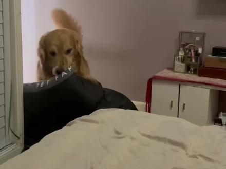 🐶:一天就你事最多 #精神抚慰犬 #狗狗的心思都写在脸上了