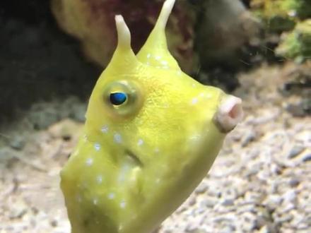 能当飞镖的鱼#萌宠 #动物科普