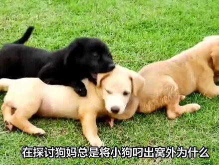 狗妈总是将小狗叼出窝外为什么?