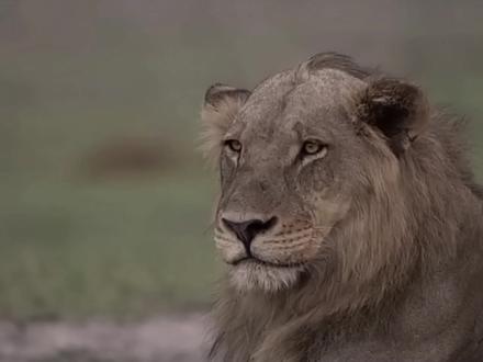 已经成年的雄狮不肯离开狮群,被狮王暴揍驱逐 #动物世界 #野生动物零距离 #纪录片 #狮子