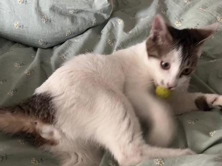 真的是这样吗?#圈养猫咪 #不负每一份托付 #养猫的应该都懂吧