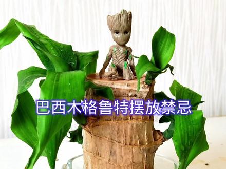 巴西木格鲁特摆放禁忌,你知道吗? #幸运木 #水培植物