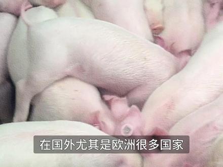 为什么国外的猪肉那么骚? #青年创作者成长计划 #猪肉 #国外猪肉 #阉猪