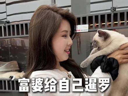 给猫咪找老公 十个老公的猫咪哈哈哈!#猫咪 #暹罗猫 #找对象 #喵姐养猫