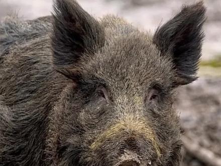 野猪泛滥成灾为什么还是保护动物