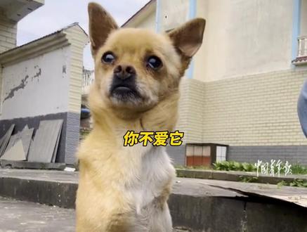 可以不爱,请别伤害#狗狗的心思都写在脸上了 #流浪狗 #狗狗 #狗是人类最忠诚的朋友