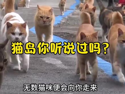 #萌宠都来拍天下第一好 #猫咪 #猫岛 你们去过类似的地方吗?