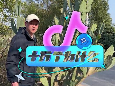 仙人掌有毒吗?#仙人掌 #仙人掌果 #十万分好奇 #十万讲解员 @抖音青少年 #美食