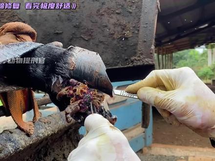 奶牛烂蹄修复,看完极度舒适 #解压视频 #修牛蹄