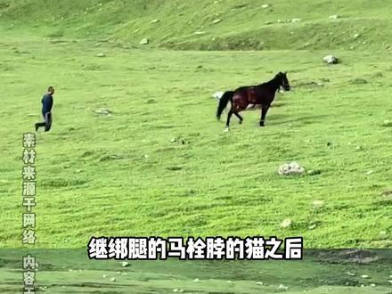 能挂上木棍的能是啥省心狗~ #小狗 #木棍 #狗狗限速器 #万万没想到