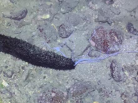 这个海茄子劲真大啊#海参 #赶海 @抖音小助手