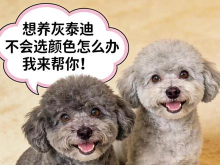 你能分清灰泰迪的颜色吗🤔
#灰泰迪 #颜色区分 #狗狗冷知识 #宠物毛色