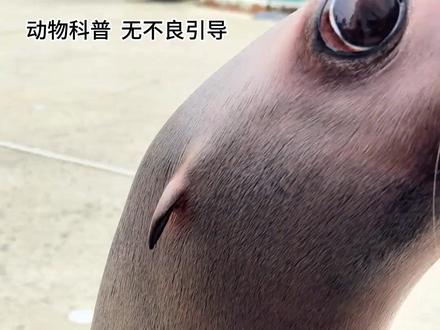 这些动物你最想撸哪个? #动物的迷惑行为 #动物 #动物科普