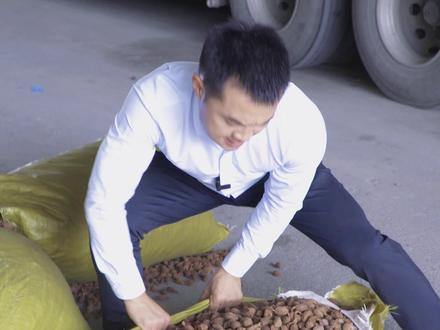 草果云南产地已经陆续进入产新,目前还没有大量上货,缅甸草果又开了口子,近期大量回货,市场消化良好#草果#香砂#高良姜#丁香#黑胡椒