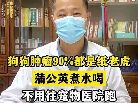 #狗狗肿瘤 #狗狗肿瘤怎么办 #狗狗肿瘤吃什么 #中兽医 #宠物医生