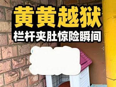 #柴犬八千 流浪狗黄黄越狱逃跑,栏杆很窄夹到肚子,吓死了!#救助流浪狗