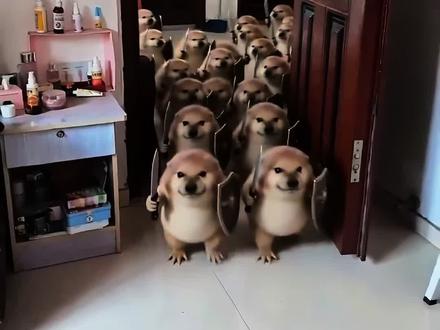 我的刀盾大军视频教程来啦!#剪映 #我的刀盾#萌宠 #表情包我的刀盾 我的刀盾小狗,我的刀盾奶龙,我的刀盾原视频,我的刀盾比比拉卜八嘎呀路歪比巴卜,我的刀盾特效,我的刀盾入侵,我的刀盾图片,我的刀盾dj,我的刀盾是什么意思#剪映