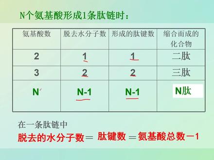 高中生物 氨基酸结构与脱水缩合