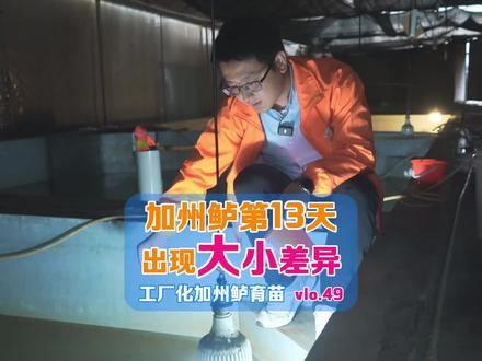 水泥池加州鲈水花用乐开花投喂,诱食好,长速快,鱼苗更健康#三农 #水产养殖 #加州鲈 @抖音小助手 @抖音创作者中心 @DOU+小助手 @DOU+好生意