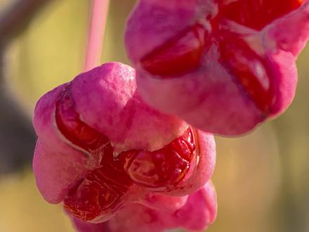 桃叶卫矛 桃叶卫矛(Euonymus bungeanus Maxim.),又名丝棉木、白杜,是卫矛科卫矛属落叶小乔木。以下是关于它的详细介绍:
形态特征:植株高达 6 米。叶对生,呈卵状椭圆、卵圆或窄椭圆形,长 4-8 厘米,宽 2-5 厘米,先端长渐尖,基部阔楔形或近圆形,边缘具细锯齿。聚伞花序有 3 至多花,花淡白绿色或黄绿色,直径约 8 毫米,雄蕊花药紫红色。蒴果倒圆心状,4 浅裂,成熟后果皮粉红色;种子长椭圆状,种皮棕黄色,假种皮橙红色,全包种子,成熟后顶端常有小口。
分布范围:原产于中国北部、中部及东部,现分布于中国东北南部、华北、西北东部、西南东部、华中、华东等地区,在朝鲜半岛也有分布。常生于海拔 100-800 米的山坡林缘、路旁、河旁及灌丛等地。
生长习性:喜光、耐寒、耐旱,也耐水湿,根系深且发达,抗风能力强,根蘖萌发能力较强,生长速度较慢,对二氧化硫抗性中等,耐盐能力强,适宜生长在肥厚、潮湿且排水良好的土壤中。花期为 5-6 月,果期为 9 月。
繁殖方式:主要有播种、扦插和组织培养等方式。播种一般在第二年 1 月用温水浸种,后与湿沙混匀催芽,3 月进行条播;扦插选取健壮的半木质化枝条作为插穗,以河沙为基质,在拱形棚内进行;组织培养则是将消毒后的嫩茎接种在 MS 培养基上诱导生根。
主要价值:其树干端直,枝叶秀丽,是良好的园林绿化树种,适宜孤植于林缘,或在林间、草坪、路边等地种植。木材可供器具、细木工和雕刻用;根皮和茎皮含橡胶;叶子可制茶;种子含脂肪油,可榨油或制肥皂;果实富含 8 种氨基酸及微量元素,具有食用价值。此外,根及根皮可入药,主治腰痛、跌打损伤等病症。#一花一草一世界 #果实累累