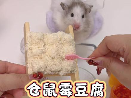 鼠鼠我呀也吃到“霉豆腐”啦! #宝贝年味企划 #万物可爱计划 #给萌宠过年支个招 #蔡可爱爱仓鼠 #万物可爱计划