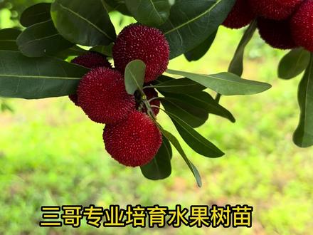 杨梅树的修剪方法。不明白的请评论区留言谢谢#乡村振兴dou行动 #新农人 #农业技术分享 #农业技术创新 #杨梅熟了 #原创视频 #三农分享官 #农村 #农业技术