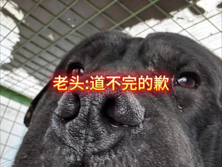 老头:这个谦道不完呀哈哈!骂的时候有多狠,道歉的时候就有多卑微哈哈#感谢抖音#上热门#狗狗#西北刀客二娃@西北刀客-公益护农 @西北刀客-机油手