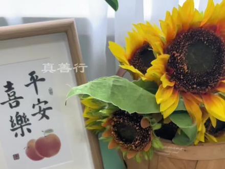 密盏燕窝和疏盏燕窝的区别!#真善燕窝滋补行 #燕窝 #滋补养颜 @真善行滋补养生旗舰店