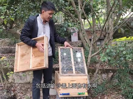 大冬天外界没蜜源可供蜜蜂采集,蜂箱内却有很多的水珠是怎么回事 #养蜂人 #蜜蜂 #蜜蜂养殖 #养蜂技术分享