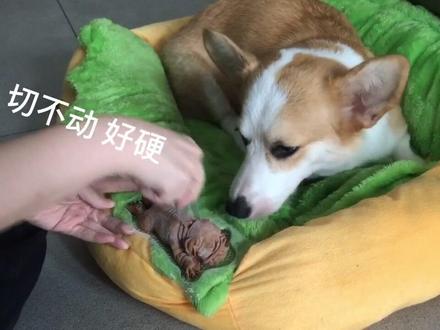 让我也试试在狗狗面前切狗狗 🐶?#吸狗 #网红狗蛋糕