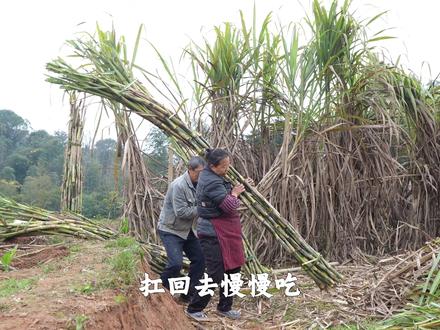 幺叔幺妈手砍甘蔗,一口清甜,梦回小时候的乡野午后。 #家乡的味道 #青皮甘蔗的快乐 #童年记忆小零食 #青皮甘蔗