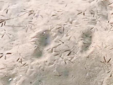 小小的圆洞里、住里一只大大的甲鱼#甲鱼 #真实户外