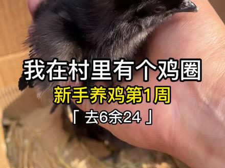 新手养鸡崽最容易踩的坑是什么?#养鸡 #长沙#新手养鸡 #踩坑 #喂鸡