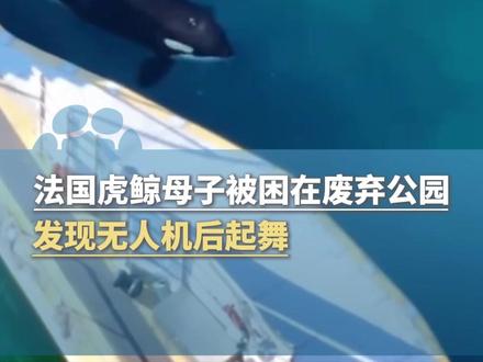 11月4日报道,法国一对虎鲸母子被困在废弃公园10个月,发现无人机后起舞,航拍显示:水池布满绿藻与污泥,“如果生病或将面临安乐死”#大象主播说 @主持人赵祚祥