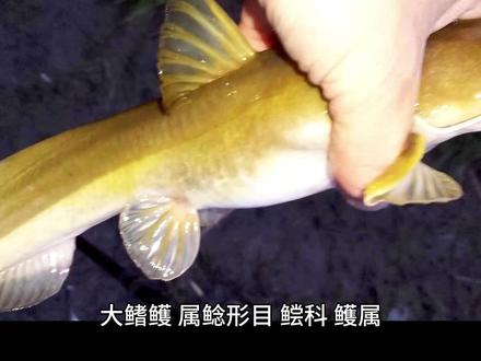 来吧 带你详细了解一下石匾头 十年才长一斤 不逊色于 长江三鲜 很多人都低估了它#石匾头 #波仔钓鱼