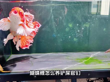 蝴蝶鲤怎么养啊,欢迎补充!#蝴蝶鲤怎么养 #鱼 #钓鱼 #观赏鱼 #鱼缸