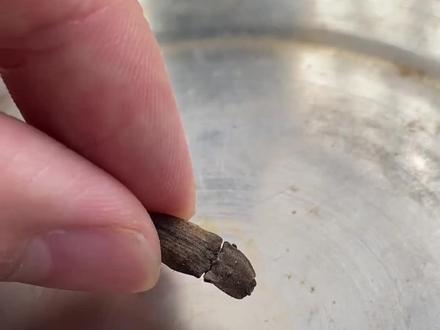 一口气带你认识45种不同的昆虫(合集)#昆虫 #昆虫世界 #科普