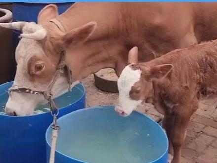 #养牛#养牛人#养牛知识,秋冬季牛喝水的讲究@DOU+小助手 @感谢抖音官方