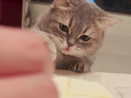 为什么猫会成为,最受欢迎的宠物 #猫咪