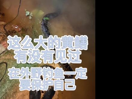 去钓鱼发现别人下网,起来一看发现超大带纹身的黄鳝
