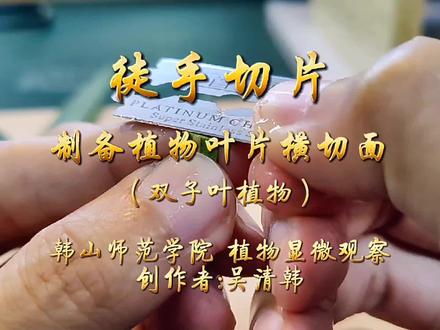 徒手切片技术:制备双子叶植物叶片的横切面#手工教程 #徒手切片#叶片横切
