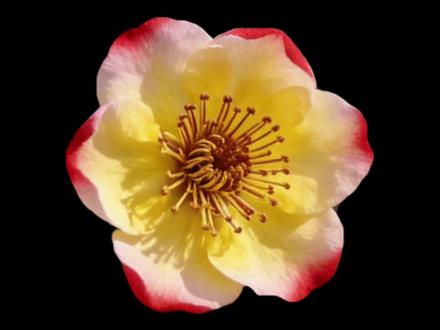 手机如何拍黑背景花朵照片 #手机摄影#拍摄技巧#黑背景花朵#拍花技巧#摄影技巧