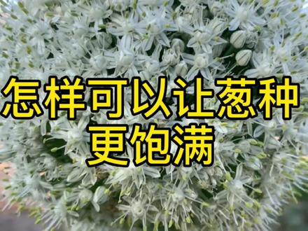 想要自己在家留葱种,可以试试这个方法#聚焦三农关注农业