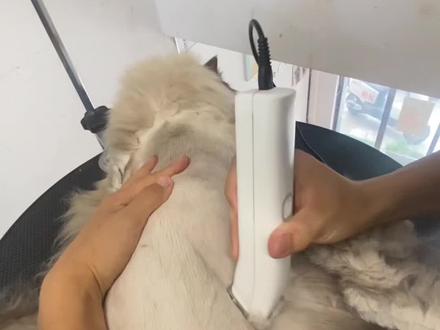 喵咪剃毛教程来了…#猫咪的日常 #喵咪剃毛